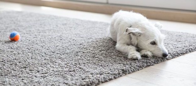 Why Do We Have To Clean The Carpet At Least Once A Year 3 Why Do We Have To Clean The Carpet At Least Once A Year 3