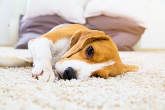 Tired dog on soft carpet after training Carpet Cleaning for Pet Owners