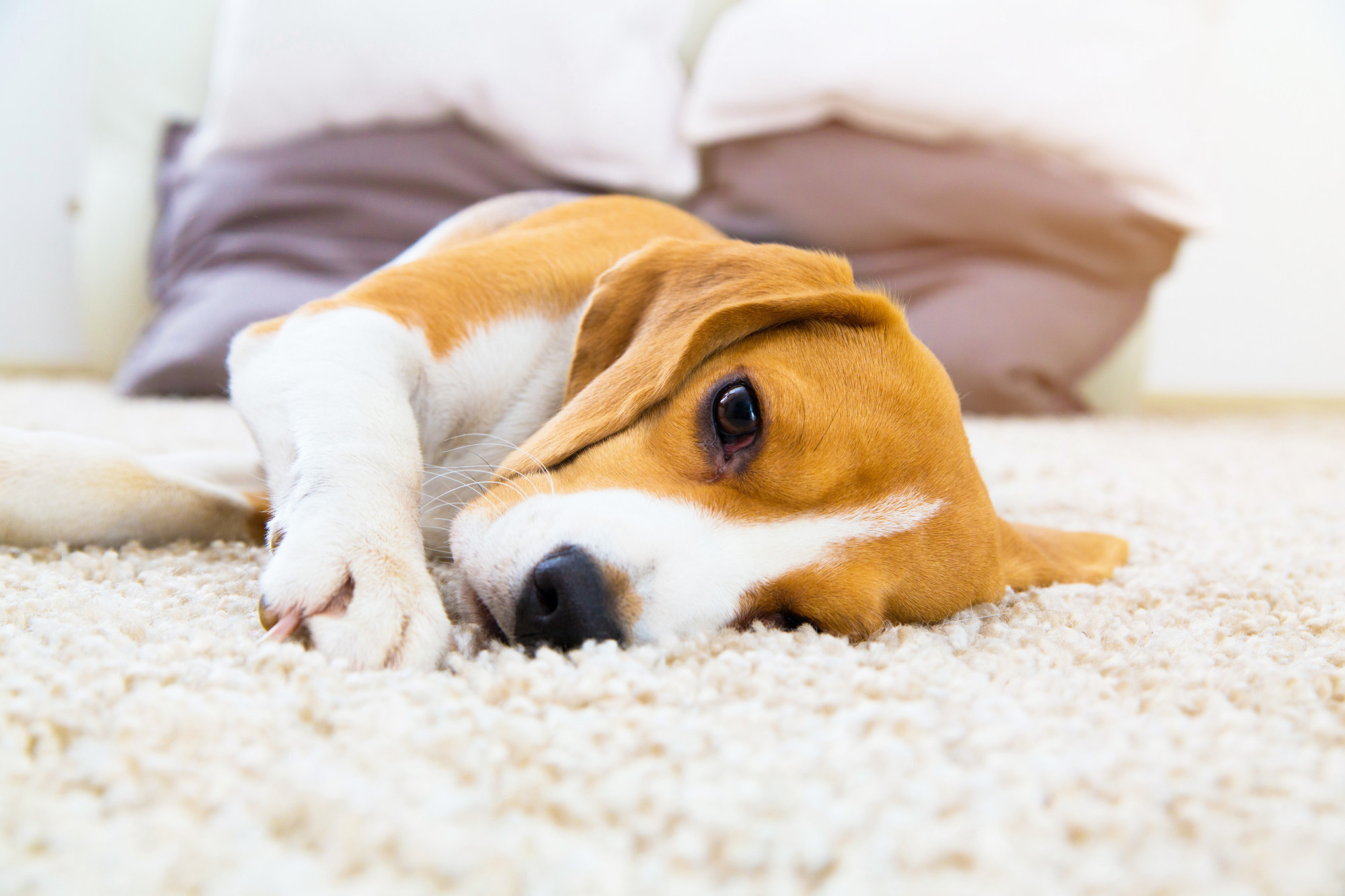 Carpet Cleaning for Pet Owners
