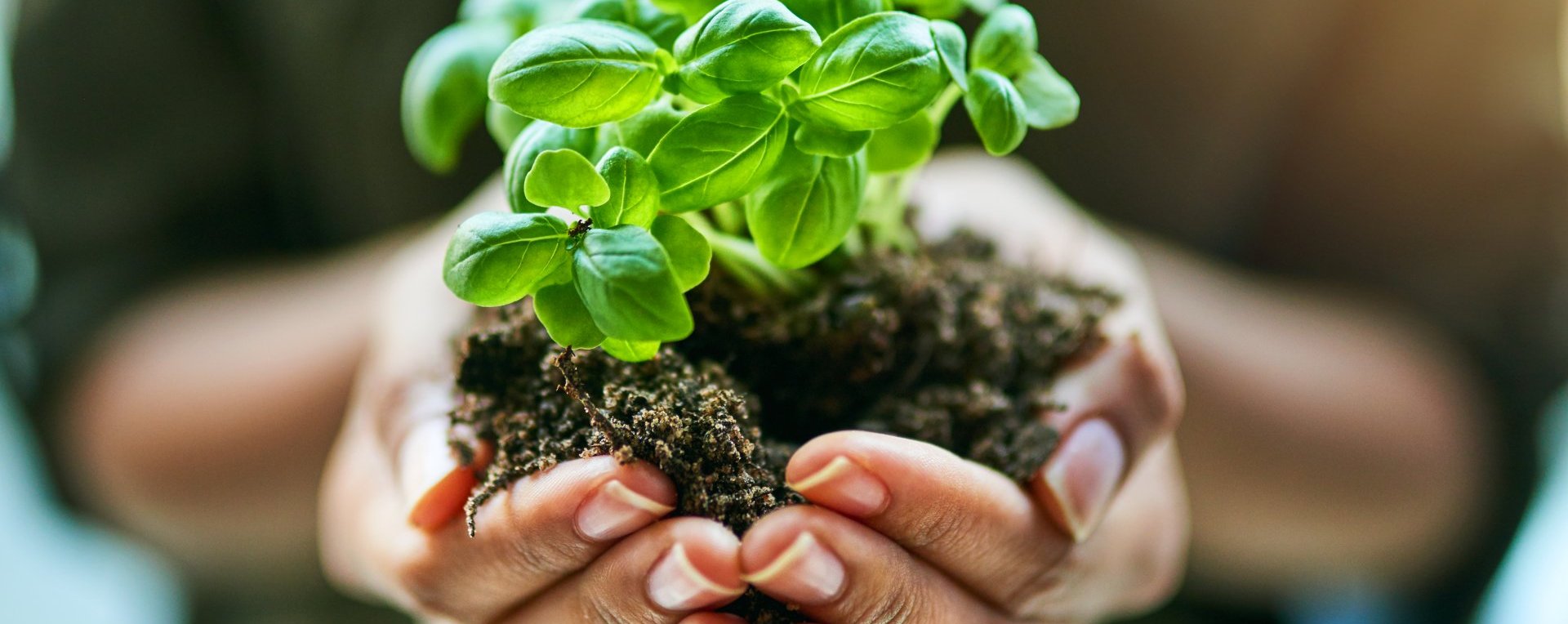 Cropped shot of a woman holding a plant growing out of soil