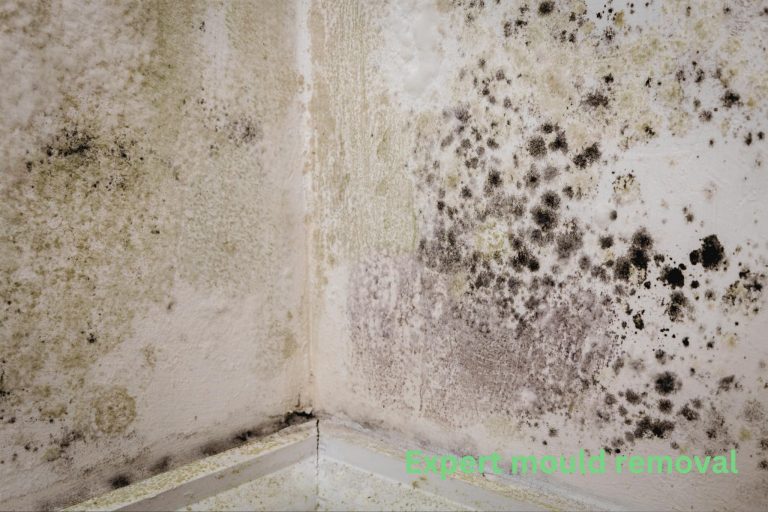 Expert mould removal services in Guildford